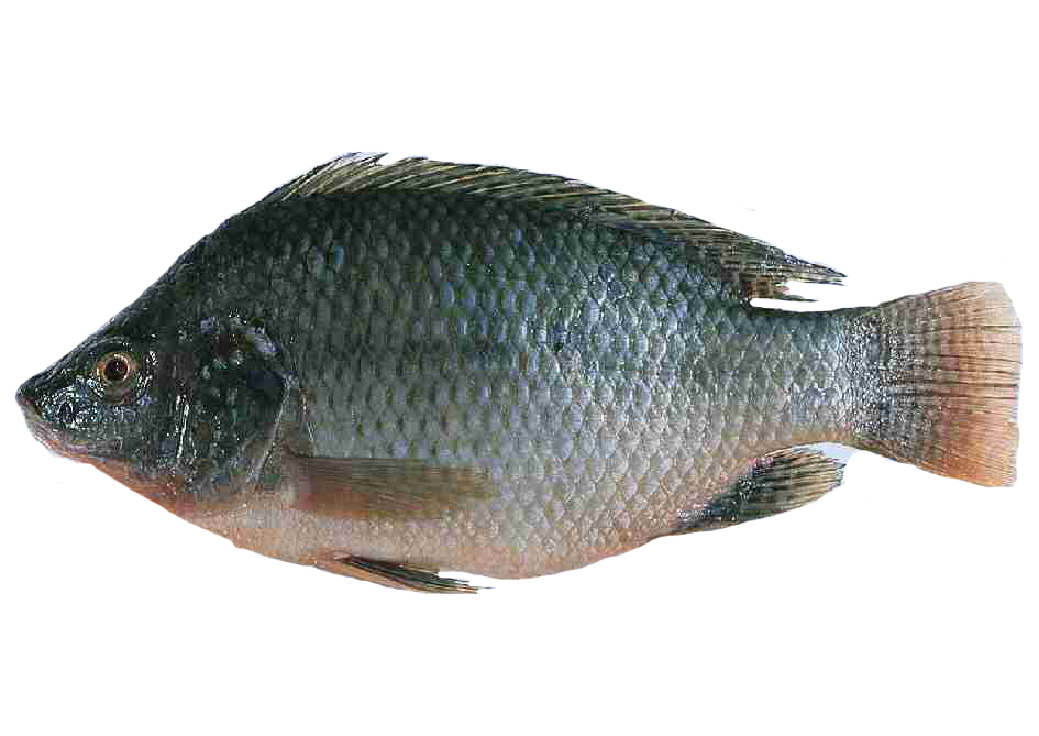 Tilapia 18(lbs) (Black Tie)