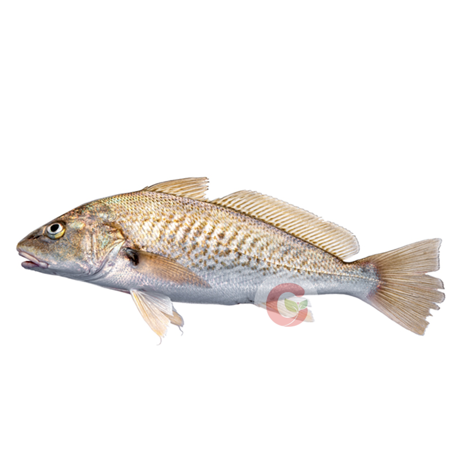 [2450] Pan Ready Croaker (Uncut, 11lb, With Head)