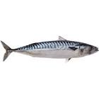 [1895] Norway Mackerel (10kg)