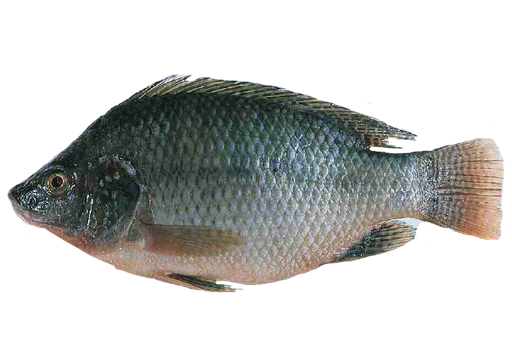 Tilapia 18(lbs)